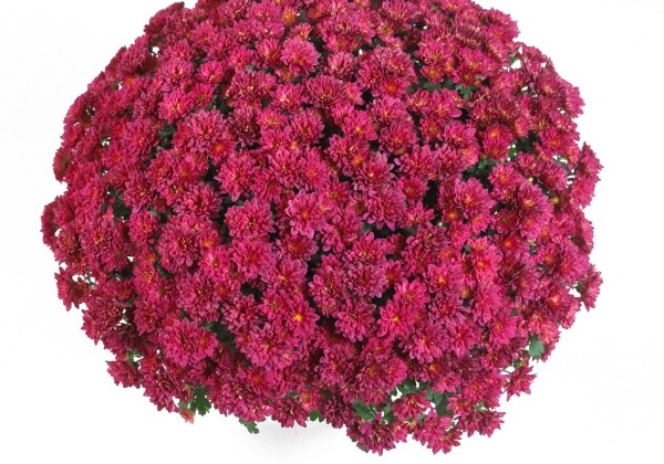 Chrysanthemum multiflora Concert Purple Impr.