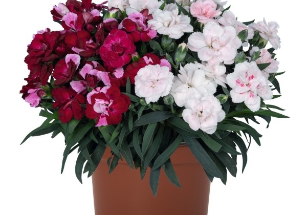 Dianthus caryophyllus Confetti Garden Multicolor Quickstep