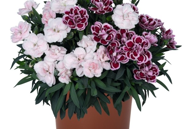 Dianthus caryophyllus Confetti Garden Multicolor Bolero