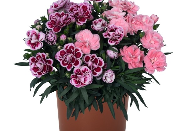 Dianthus caryophyllus Confetti Garden Multicolor Discofox