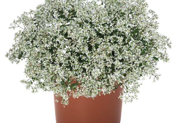 Chamaesyce hypericifolia Star Dust Super Flash