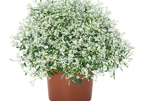 Chamaesyce hypericifolia Star Dust White Flash
