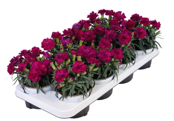 Dianthus caryophyllus Menorca Violet