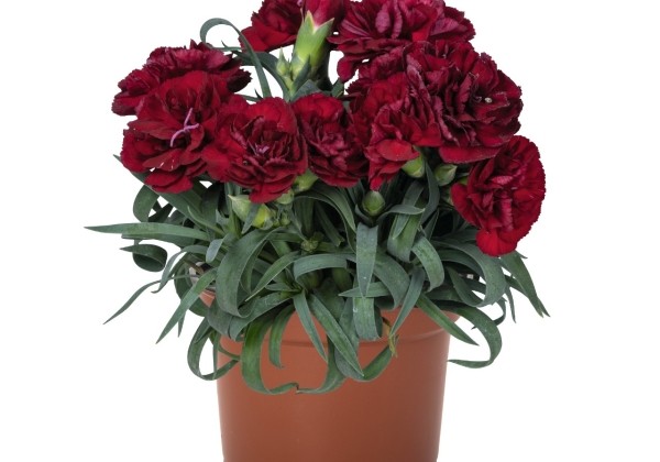Dianthus caryophyllus Menorca Dark Red