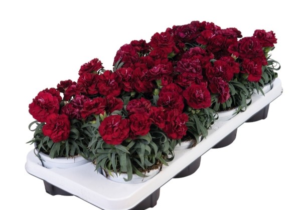 Dianthus caryophyllus Menorca Dark Red