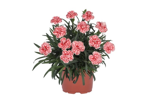 Dianthus caryhophyllus Raspberry Eyes