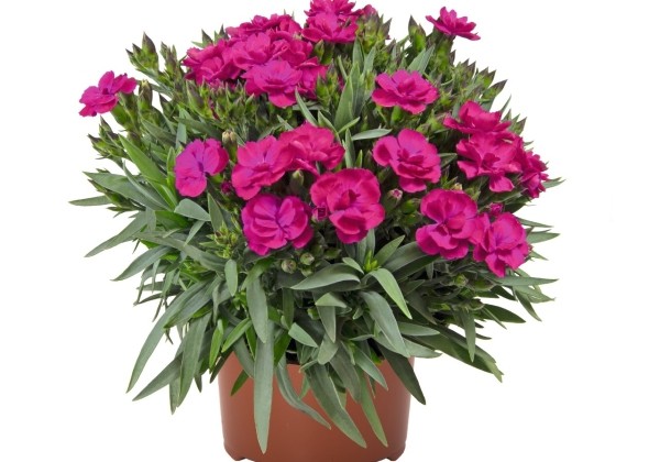 Dianthus caryophyllus Peman Violet