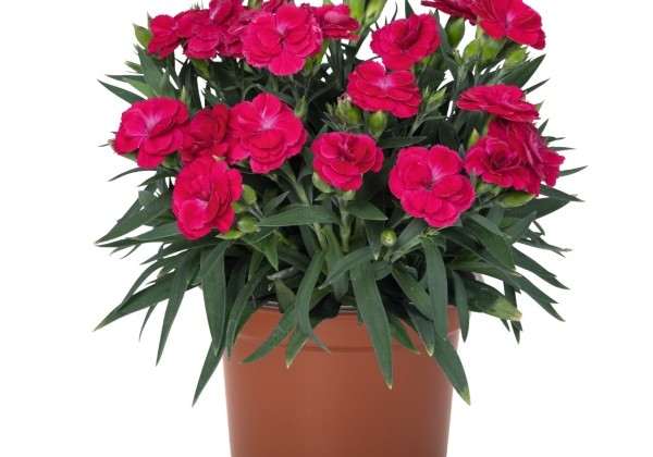Dianthus caryophyllus Peman Merlot