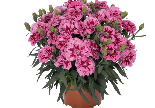 Dianthus hybrida Arabella Pink 2022