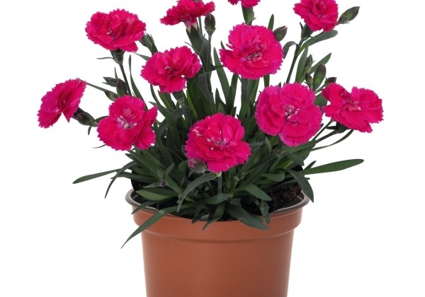 Dianthus caryophyllus Rock Double Purple