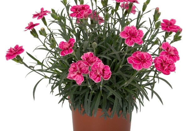 Dianthus caryhophyllus Strawberry Eyes