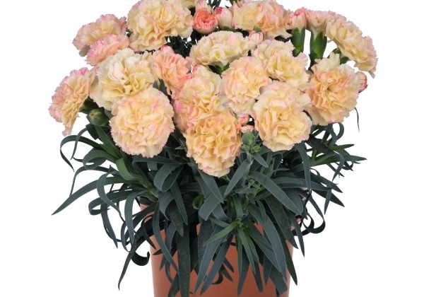 Dianthus caryophyllus Menorca Floriane Cream