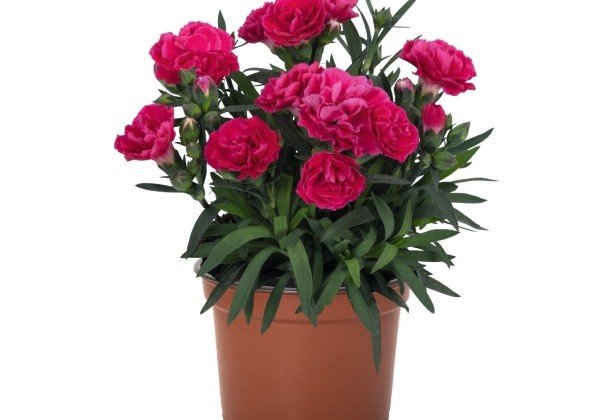 Dianthus hybrida Sprint Cherry