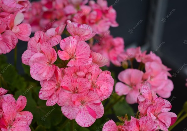 Pelargonium zonale Survivor Idols Pink Batik