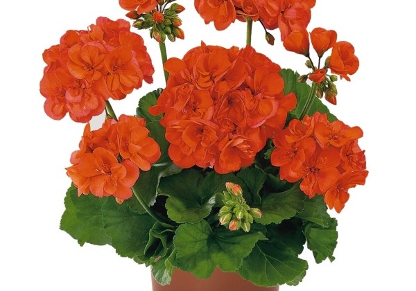 Pelargonium zonale Green Series Robina