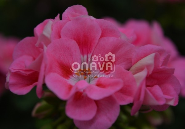 Pelargonium zonale Green Series Celine