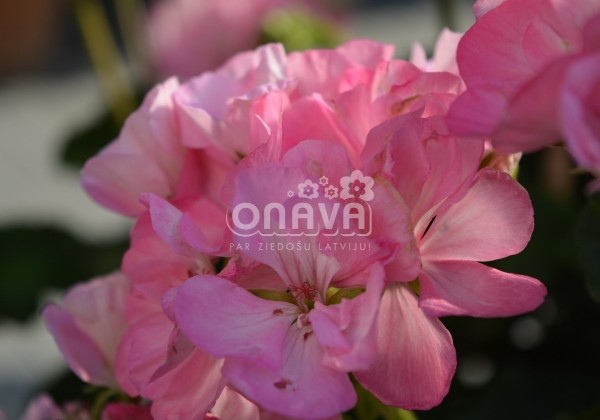 Pelargonium zonale Green Idols Apple Blossom