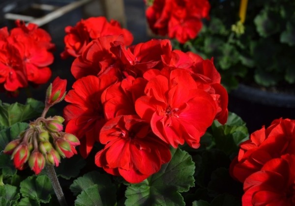 Pelargonium zonale Savannah Really Red