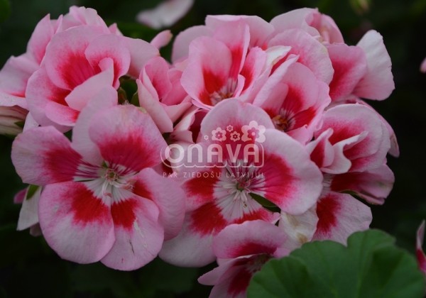 Pelargonium zonale Survivor Idols Pink Mega Splash