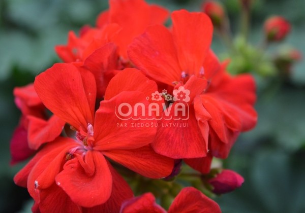 Pelargonium zonale Savannah Red