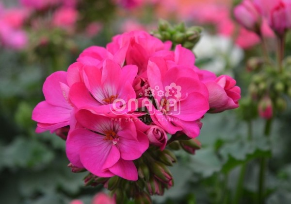 Pelargonium zonale Savannah Blue