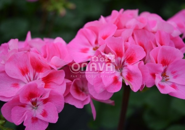 Pelargonium zonale Savannah Pink