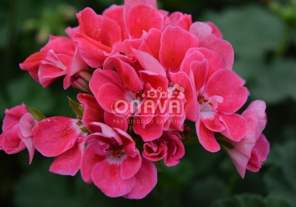 Pelargonium zonale Savannah Pink Sizzle
