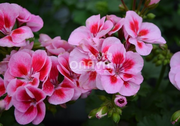 Pelargonium zonale Savannah Pink Mega Splash