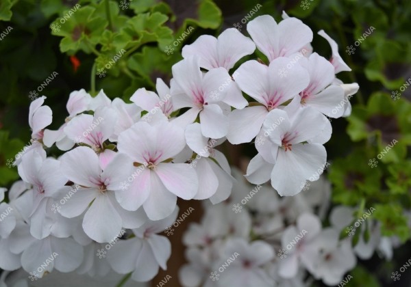 Pelargonium peltatum Grand Idols White