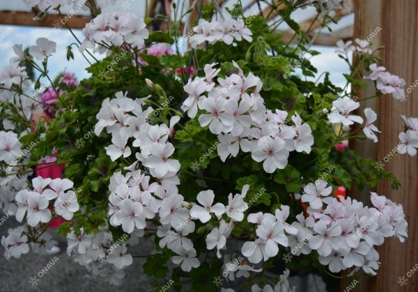 Pelargonium peltatum Grand Idols White