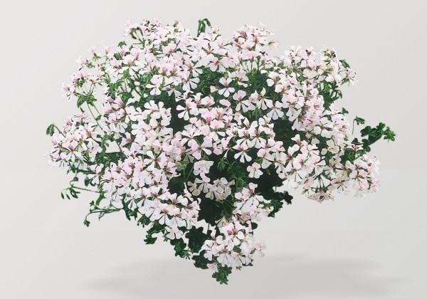 Pelargonium peltatum Classic Single Ville Dresden