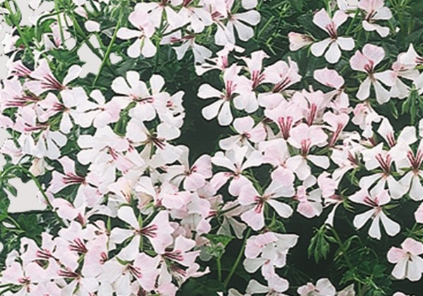 Pelargonium peltatum Classic Single Ville Dresden