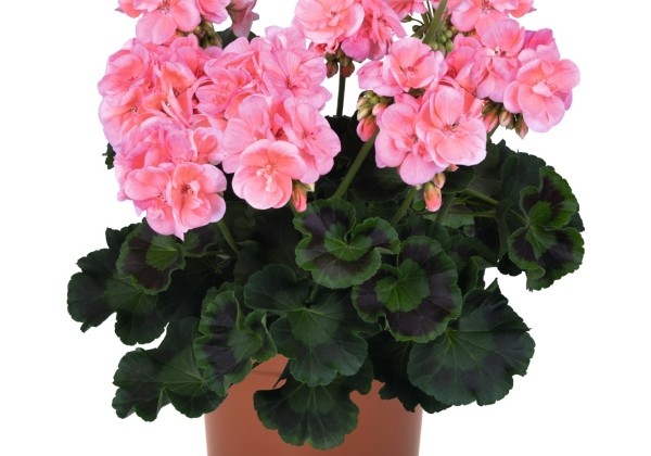 Pelargonium zonale Green Idols Salmon 2022