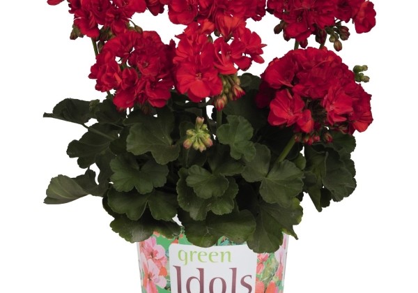 Pelargonium zonale Green Idols True Red