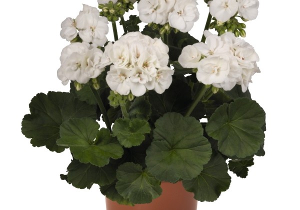 Pelargonium zonale Green Idols White