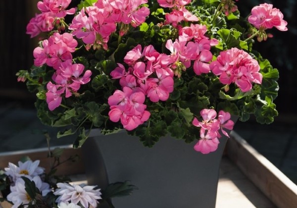 Pelargonium zonale Green Idols Hot Pink
