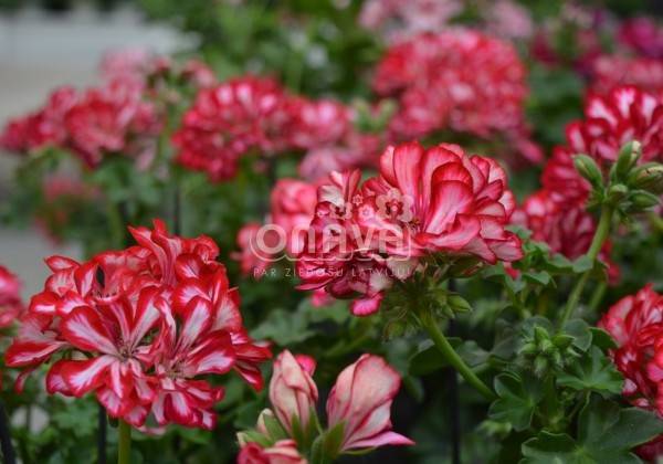 Pelargonium peltatum Atlantic Red Star | Jaunstādi | Onava.lv
