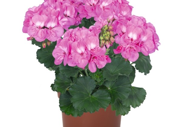 Pelargonium zonale Savannah True Pink