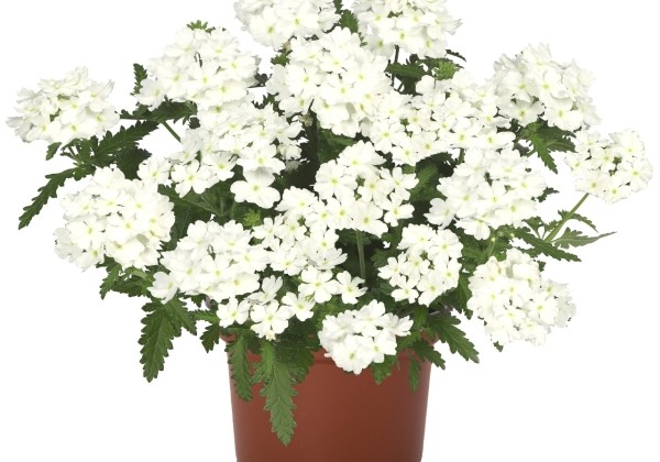 Verbena hybrida Empress Flair White 2025
