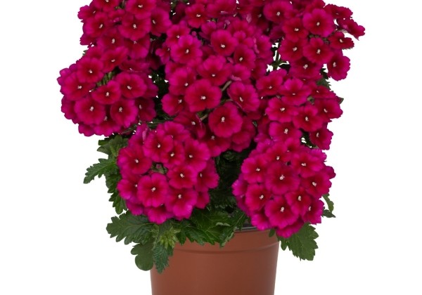 Verbena hybrida Empress Flair Burgundy