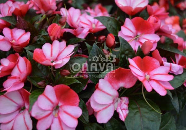 Impatiens Neu-Guinea Petticoat Red Star