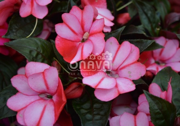 Impatiens Neu-Guinea Petticoat Red Star