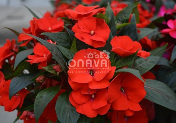 Impatiens Neu-Guinea Petticoat Allegro