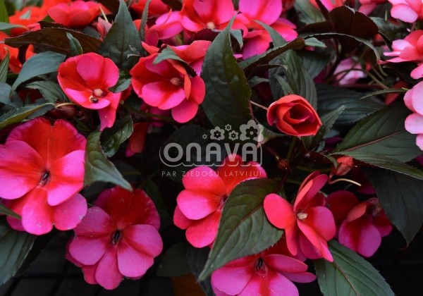 Impatiens Neu-Guinea Petticoat Blue Star