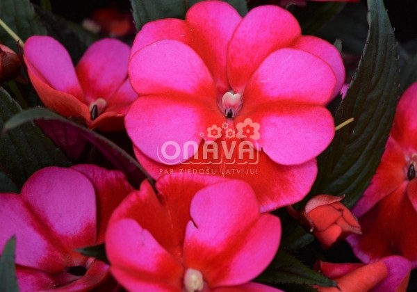 Impatiens Neu-Guinea Petticoat Blue Star