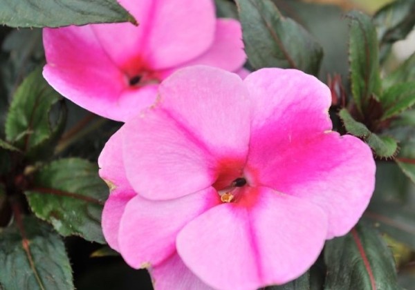 Impatiens Neu-Guinea Magnum Lavender Splash