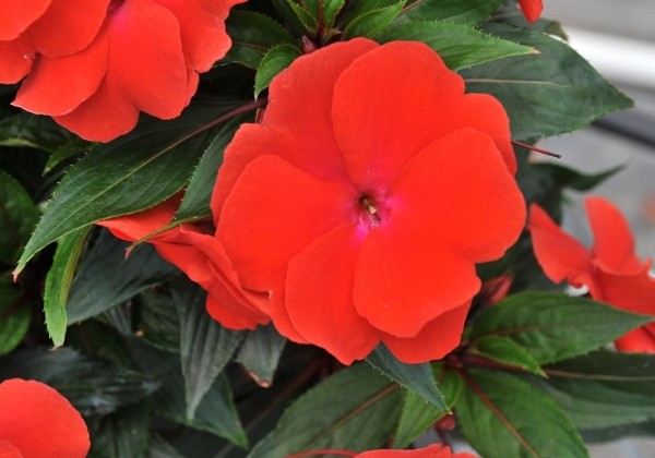 Impatiens Neu-Guinea Magnum Red Flame