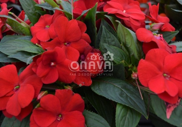Impatiens Neu-Guinea Petticoat Dark Red