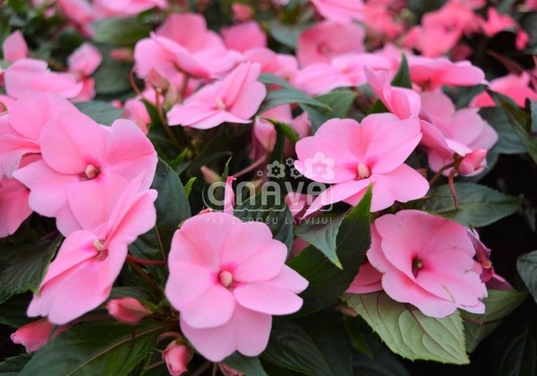 Impatiens Neu-Guinea Petticoat Pink