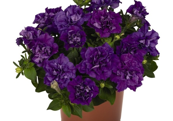 Petunia atkinsiana Origami Marine